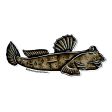 Blue-spotted Mudskipper Sticker Online Sale