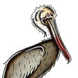 Brown Pelican Original Painting Online Hot Sale